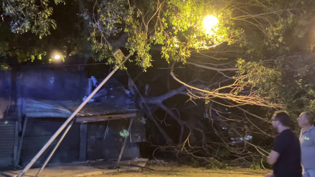 Cade albero secolare e danneggia mercatino delle pulci a Palermo