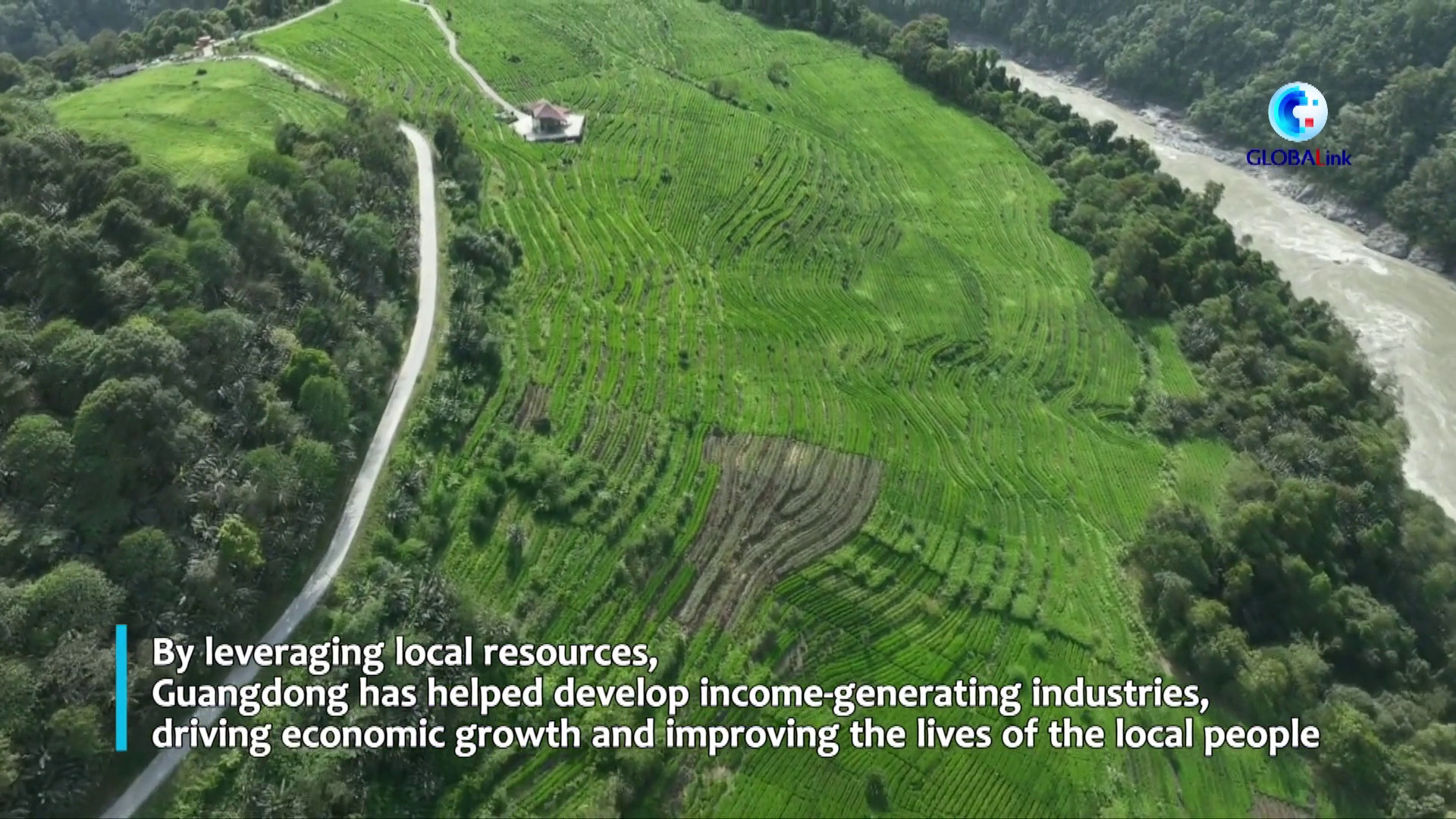 Cina: programma di assistenza aiuta coltivazione funghi lingzhi in Xizang