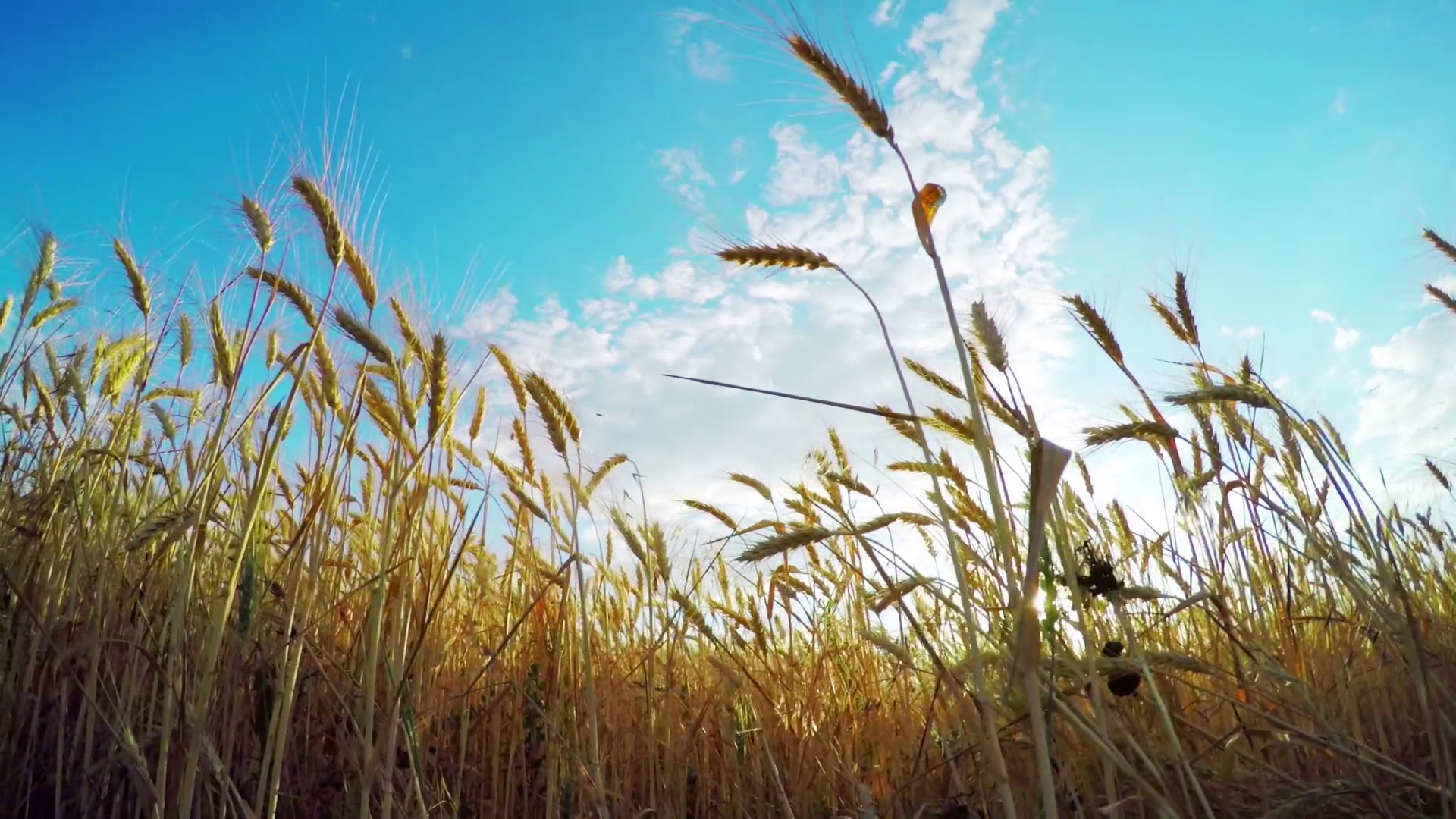Grano, più produzione in Europa ma crollo dei prezzi in Italia