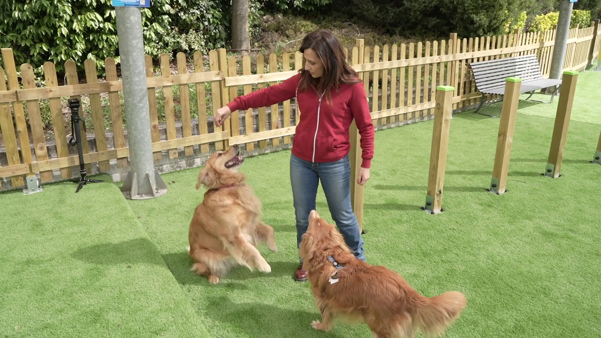 A MagicLand nasce DogLand - Anas, area dedicata al divertimento dei cani