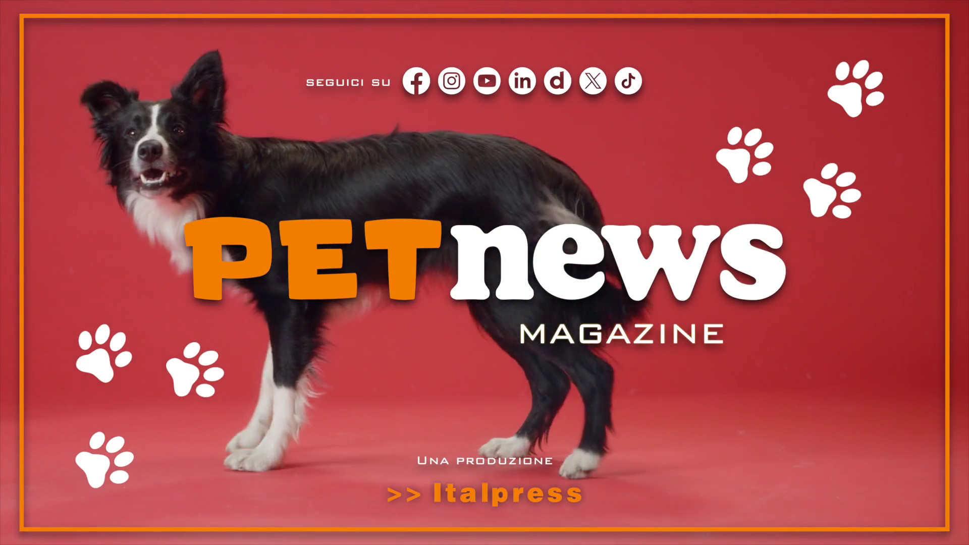 PetNews Magazine – 11/6/2024