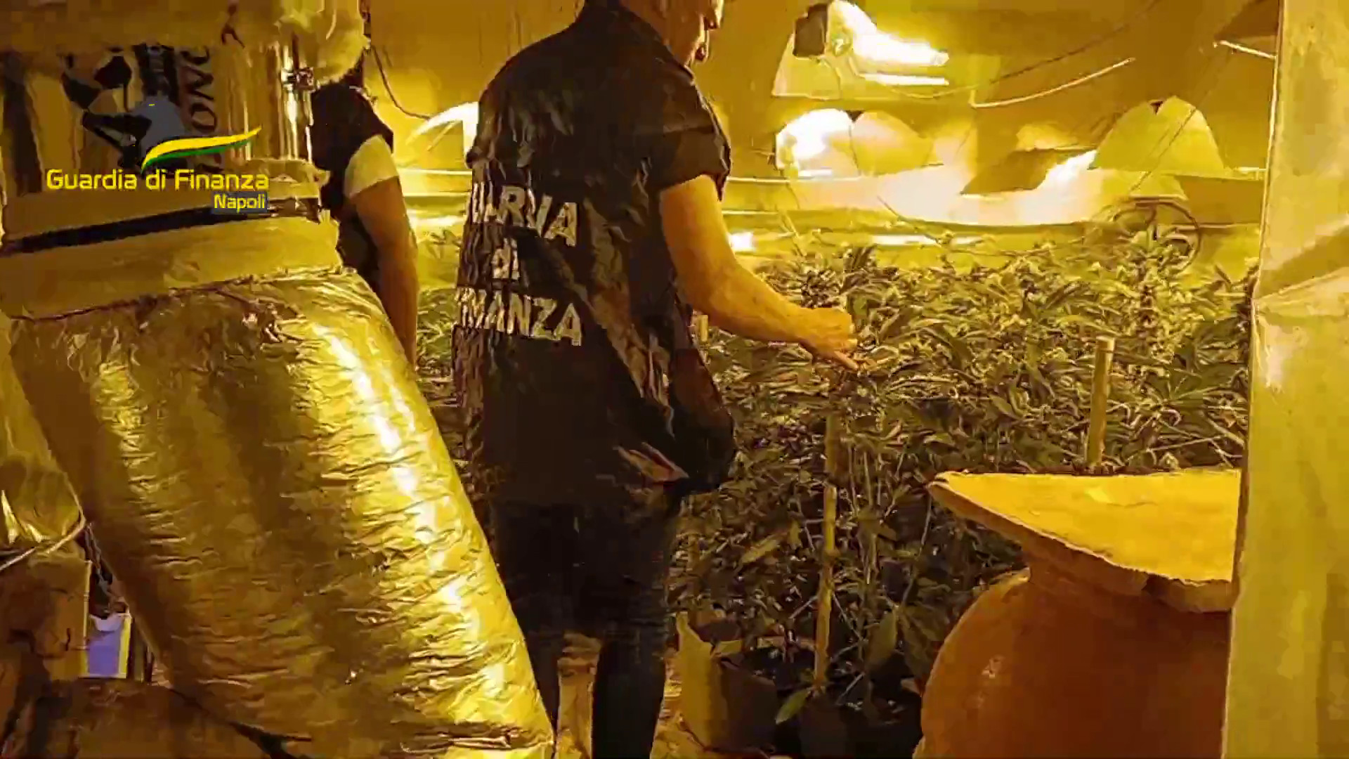Napoli, scoperto laboratorio clandestino per coltivazione di marijuana