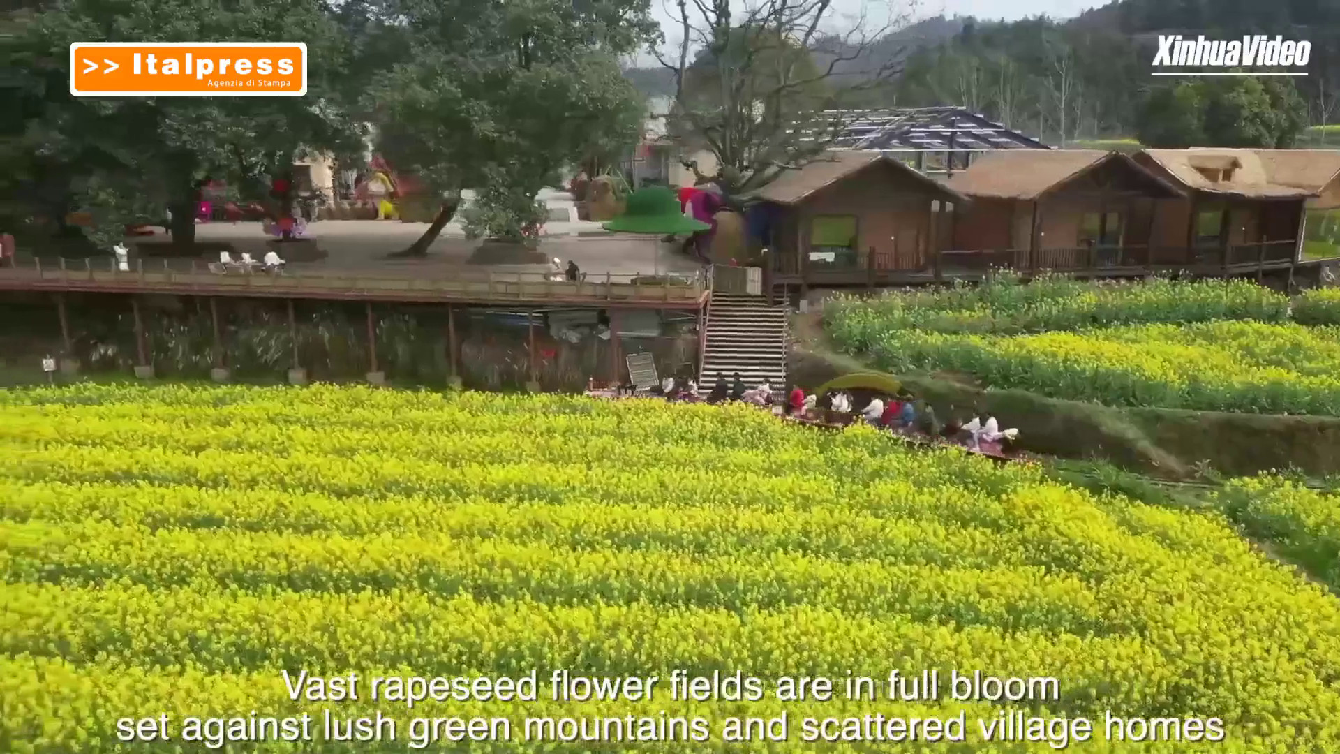 Cina, enormi distese di fiori attraggono i turisti nella provincia dell'Hunan