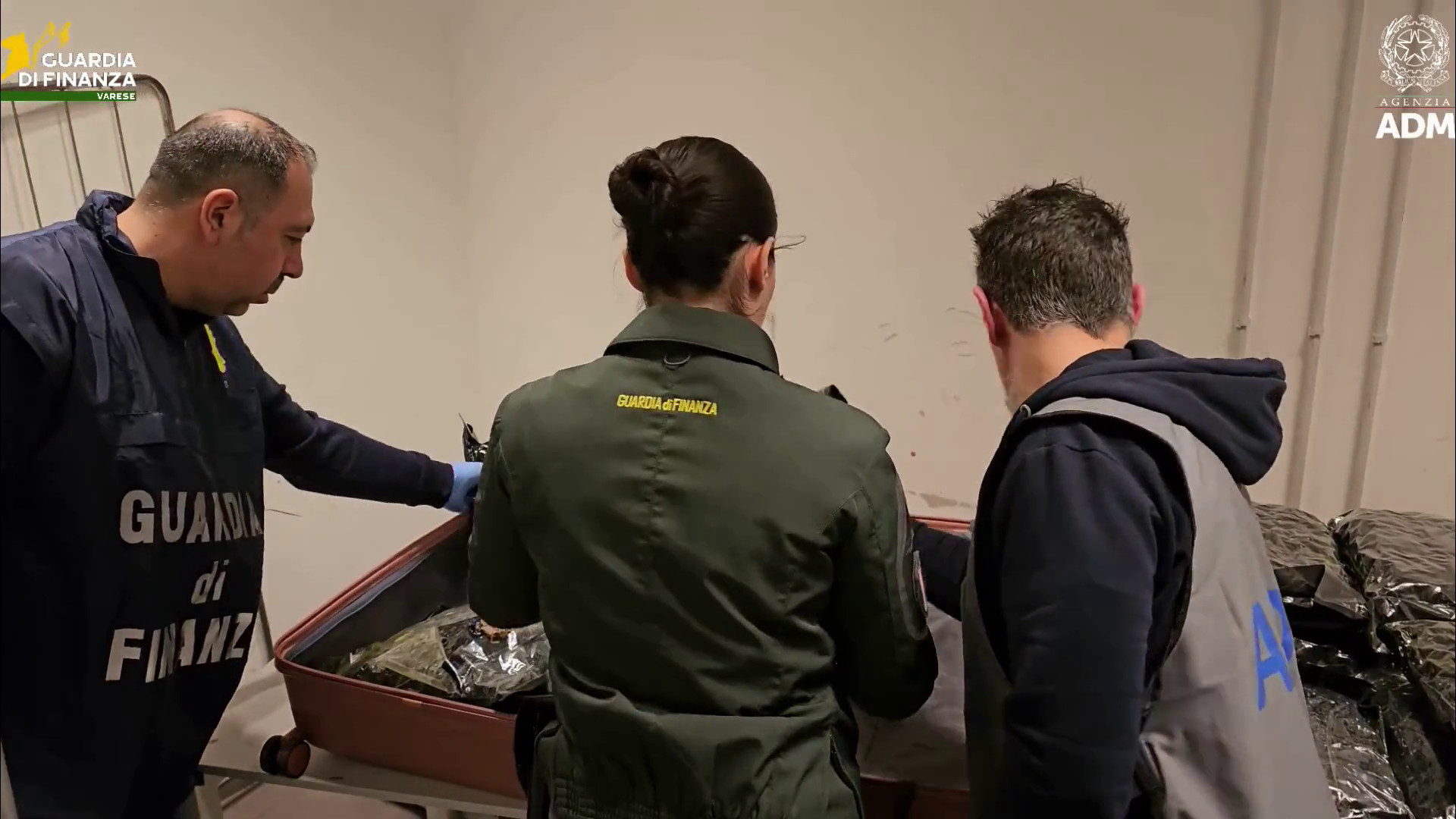 Arrestata passeggera con 17 kg di marijuana all'aeroporto di Malpensa