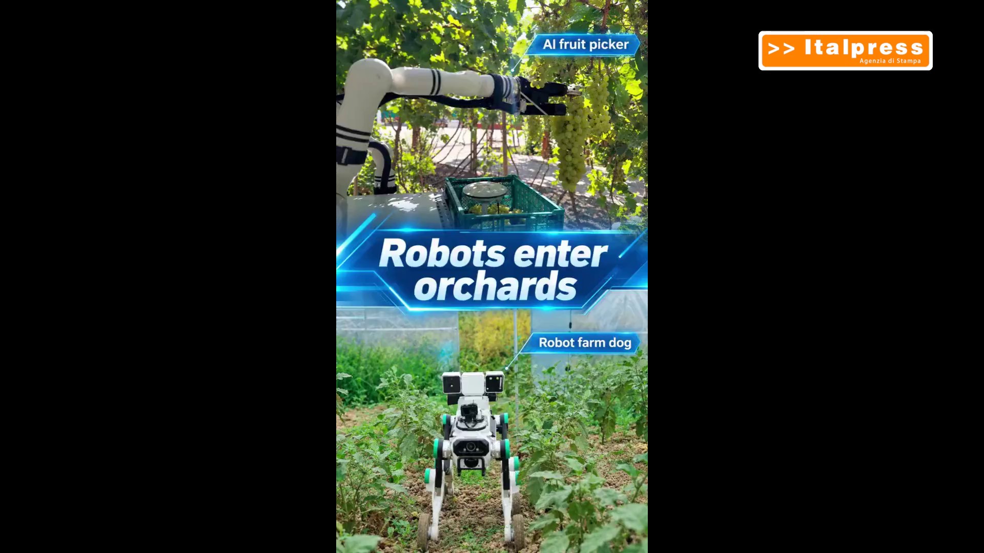Cina, robot dotato di IA e cane robot contribuiscono alla raccolta della frutta