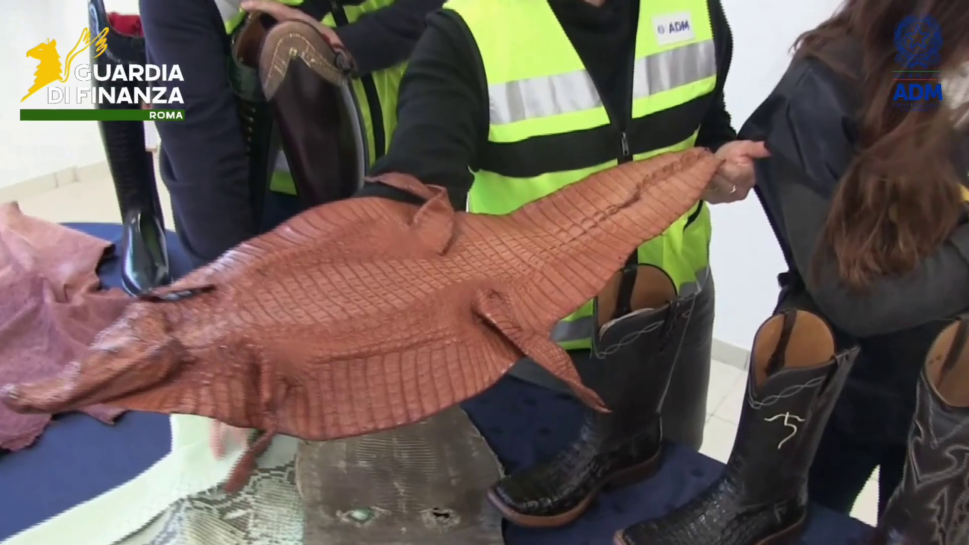 Scoperto all'aeroporto di Fiumicino un traffico illegale di pelli di rettile