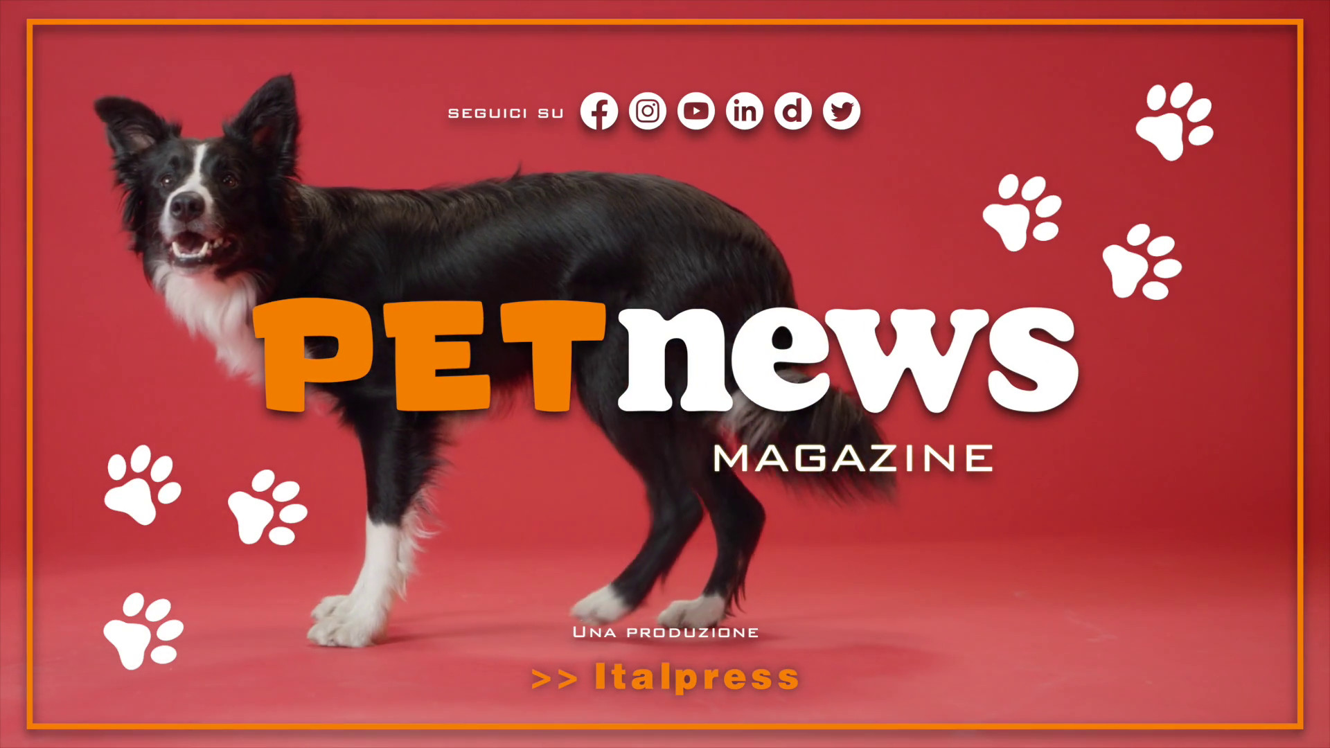 PetNews Magazine - 21/11/2023