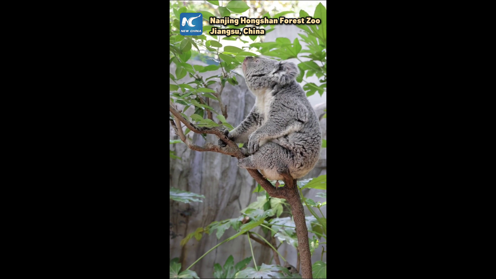 Cina: il verso di un koala a Nanchino ricorda il rumore di una moto