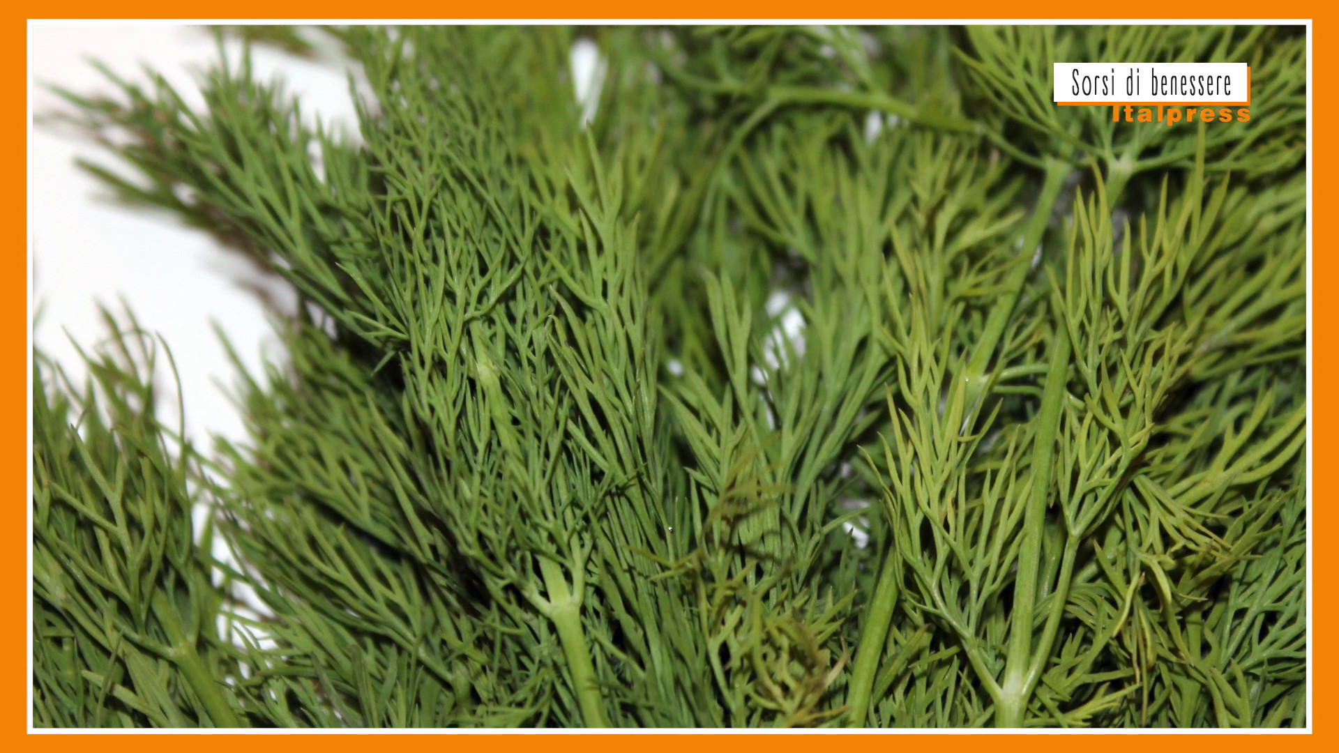 Sorsi di Benessere - Le proprietà dell'aneto