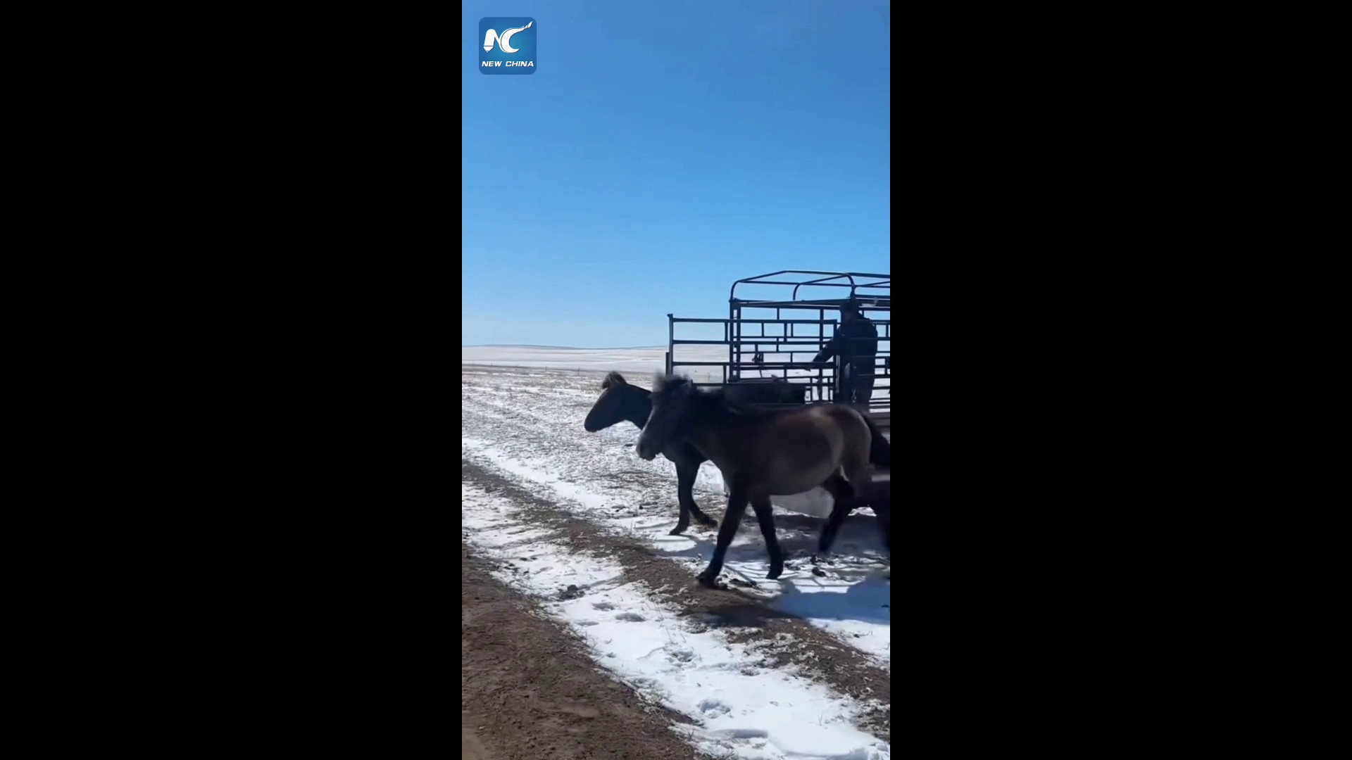 Mongolia interna, un cavallo insegue il “compagno” che viene portato via