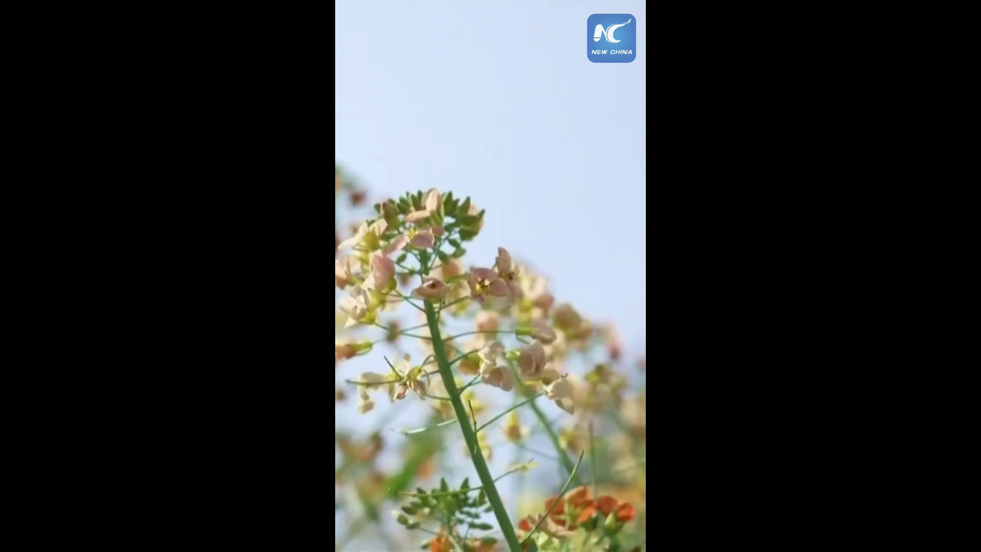 Cina, campi di fiori di colza si tingono di 80 tonalità nel Jiangxi