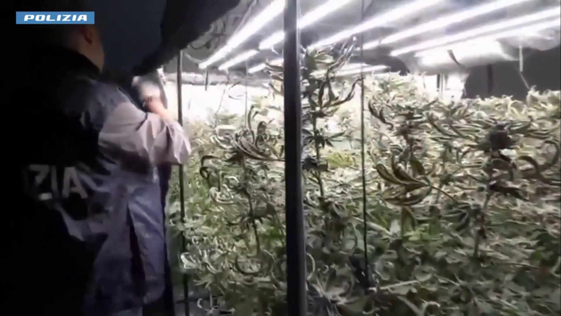 Catania, serra di marijuana in casa e laboratorio di documenti falsi: un arresto