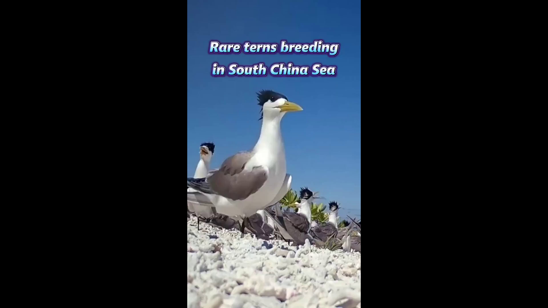 Cina, colonia di sterne crestate nel Mar Cinese Meridionale