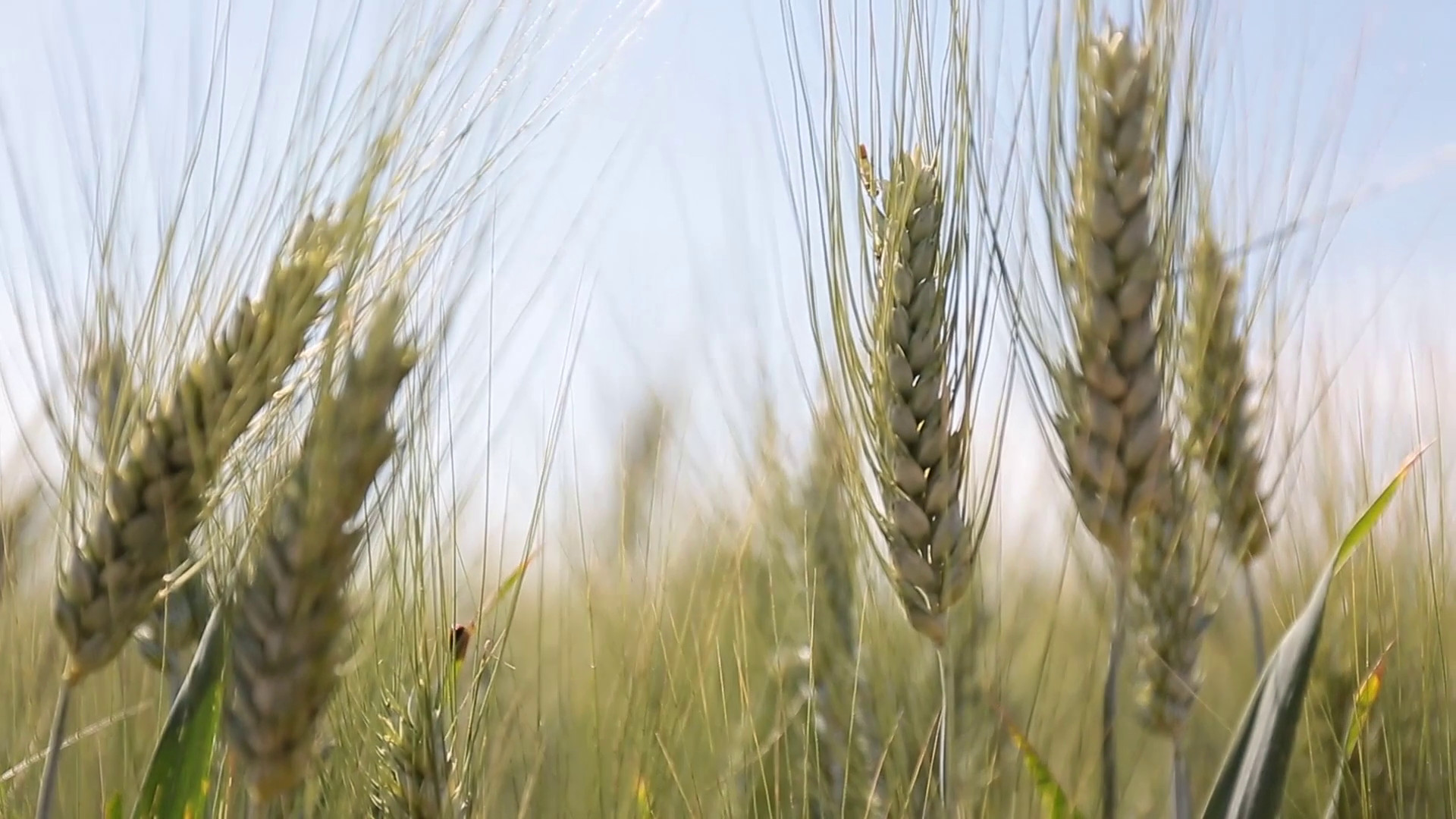 Sostenibilità, Mulino Bianco accelera sull'agricoltura rigenerativa