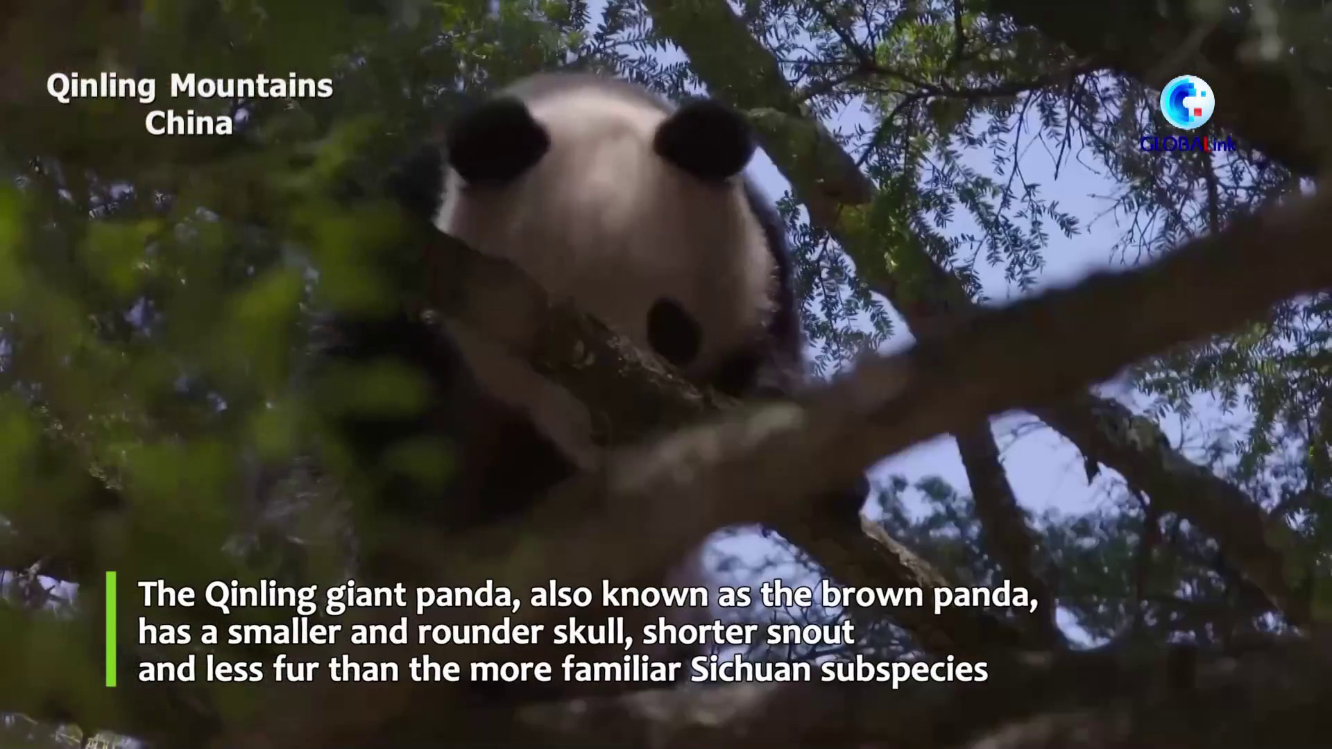 Cina: azione sistematica rafforza la tutela dei panda