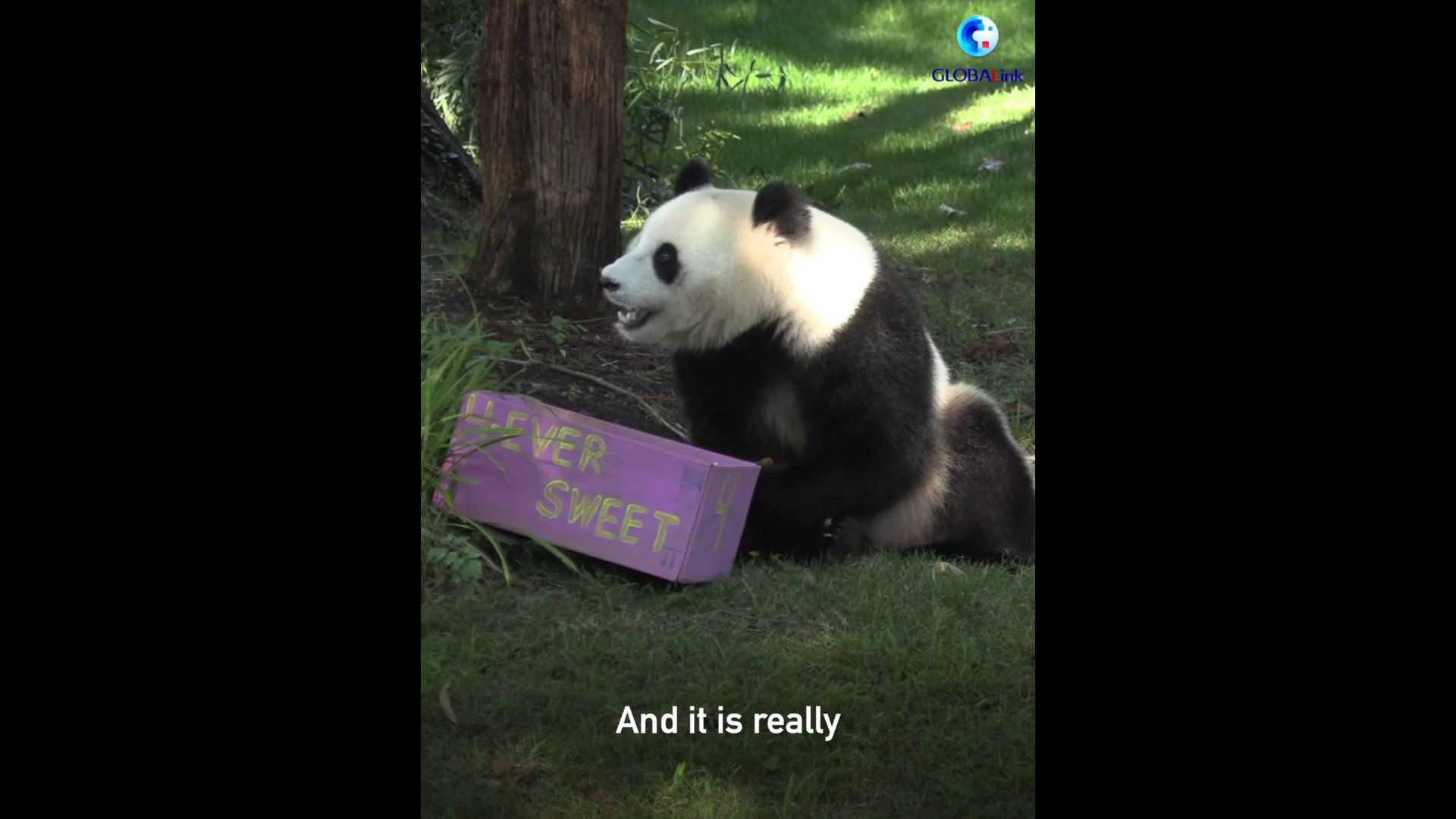 Cina: I panda giganti rimangono un simbolo di armonia e amicizia