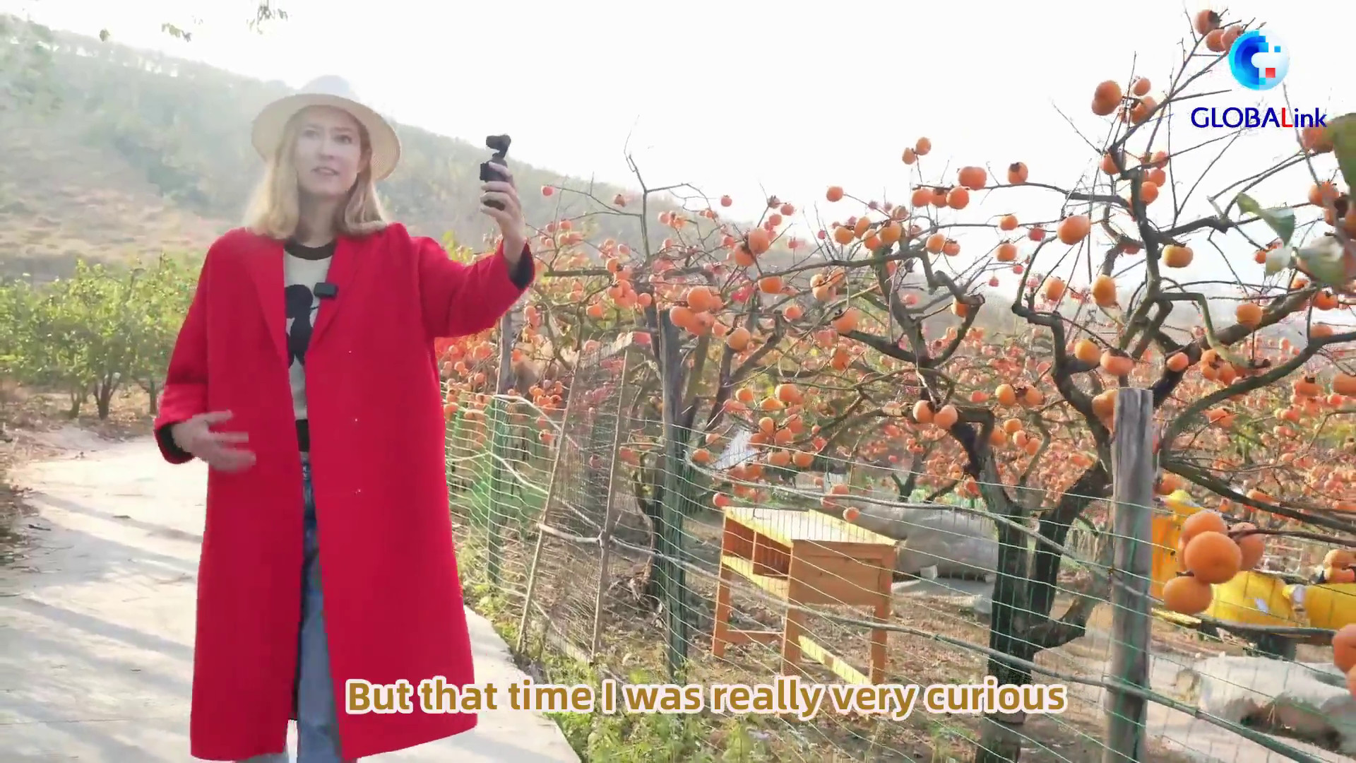 Alla scoperta della stagione dei cachi nel sud della Cina