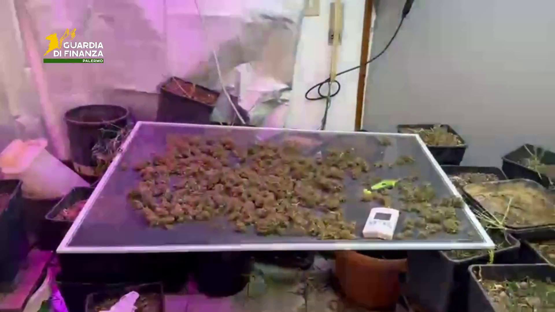 Piantagione di marijuana e 2 revolver in villa, due arresti a Palermo