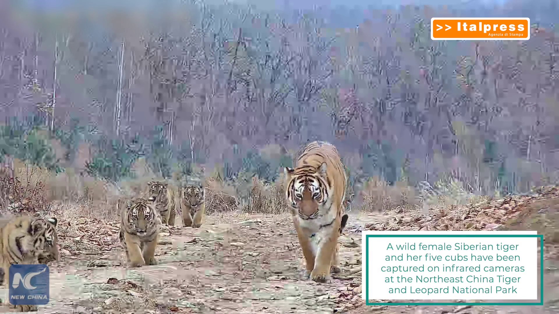 Cina: tigri siberiane e leopardi dell'Amur selvatici prosperano nel nord-est
