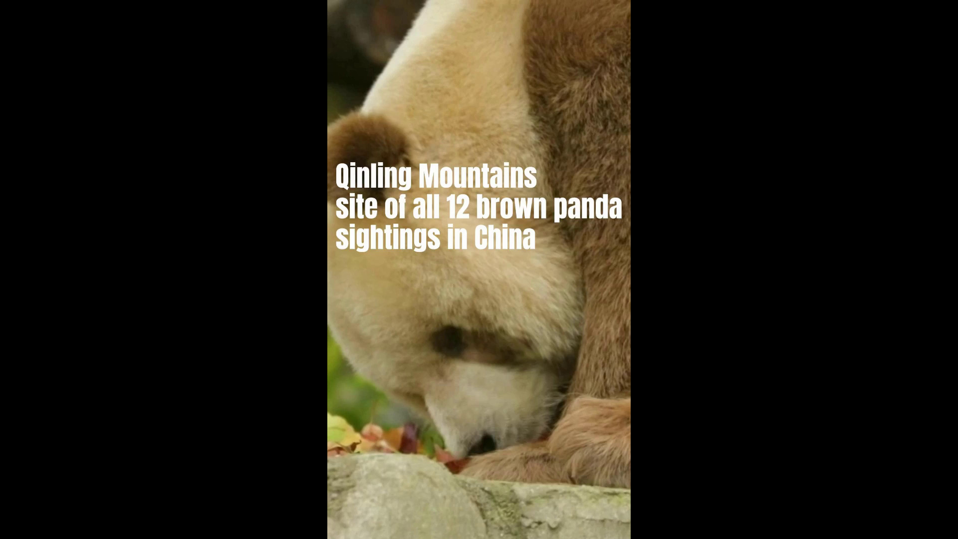 Cina, sui monti Qinling tutti e 12 gli avvistamenti di panda marroni nel Paese