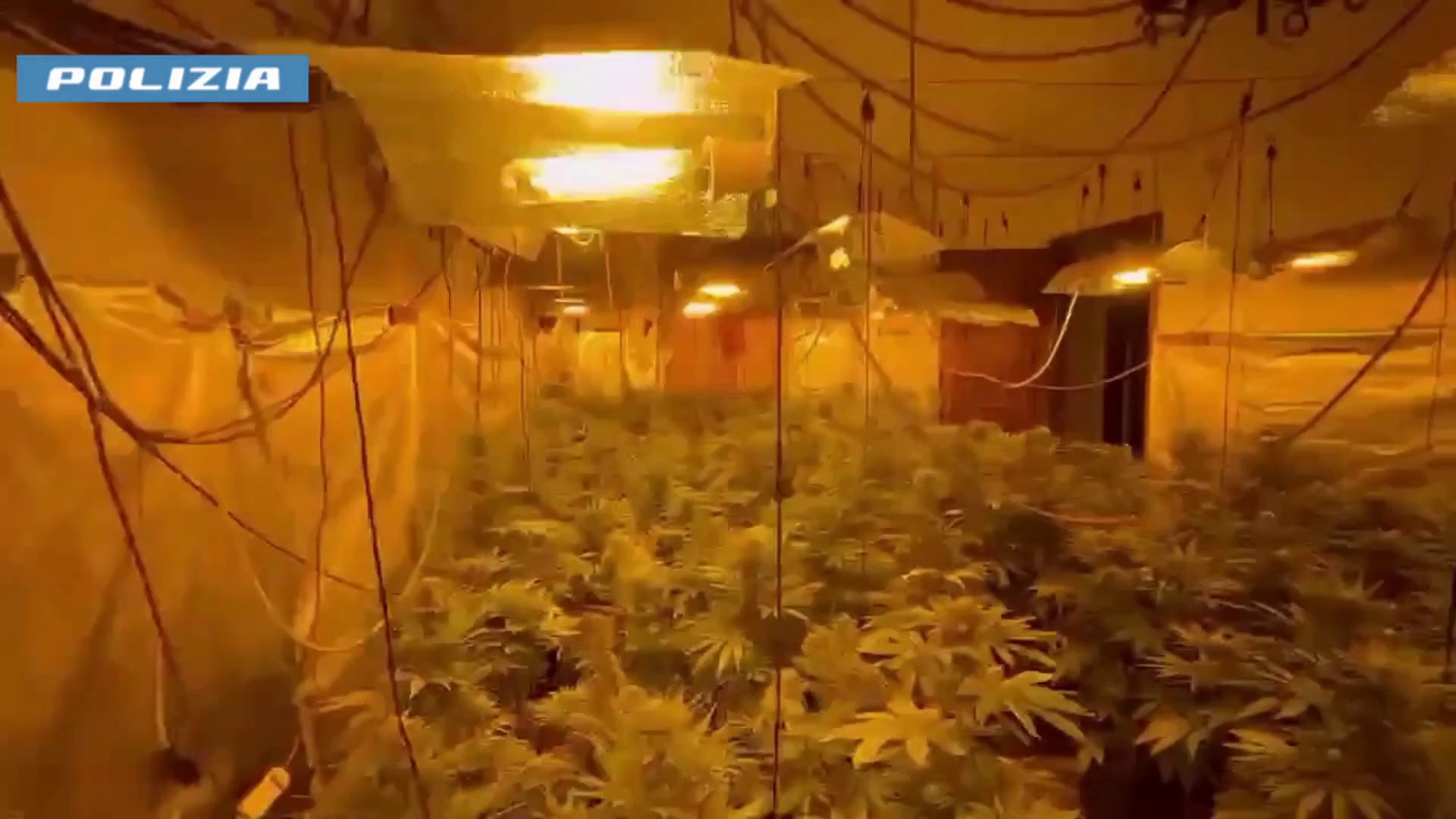 Serra indoor di marijuana scoperta nel Palermitano, arrestato un 19enne