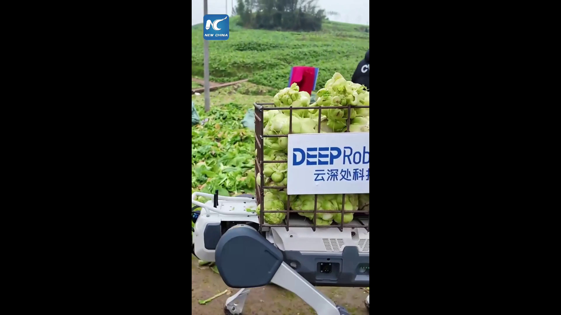 Cina: droni e cani robot aiutano nella raccolta di gambi di senape a Chongqing