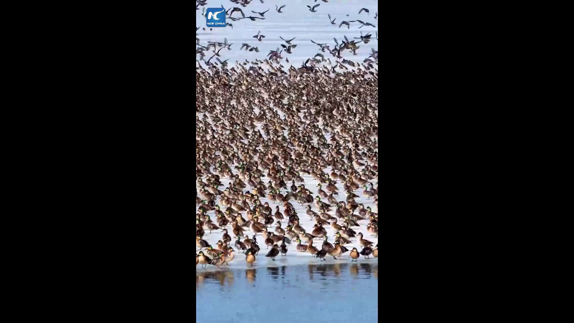 Cina, lo spettacolo degli uccelli migratori che tornano con la primavera