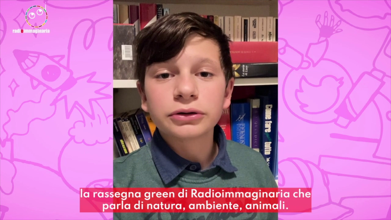 Ambiente, gli anfibi rischiano l’estinzione