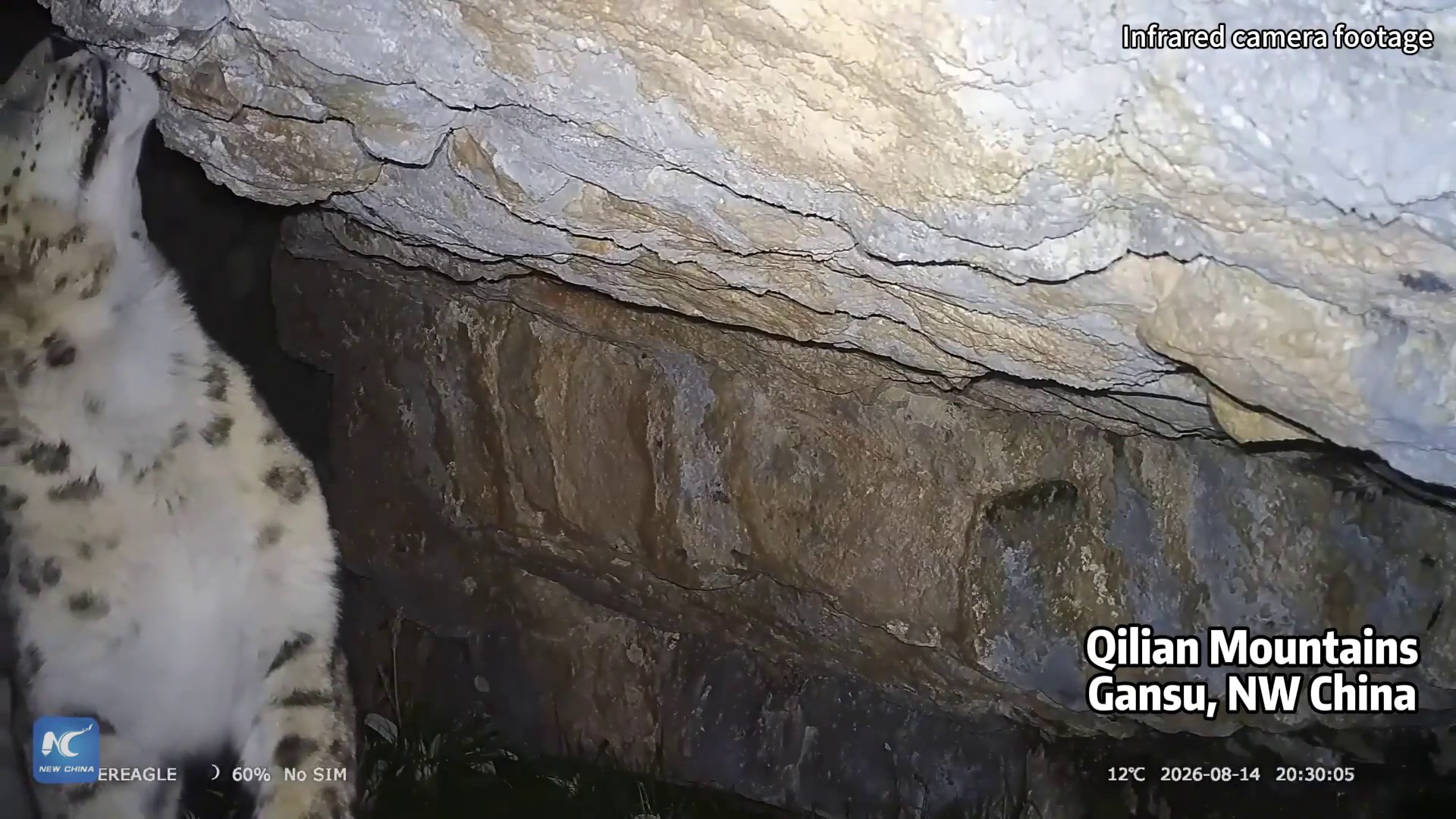 Cina, rari avvistamenti di leopardi delle nevi sui monti Qilian