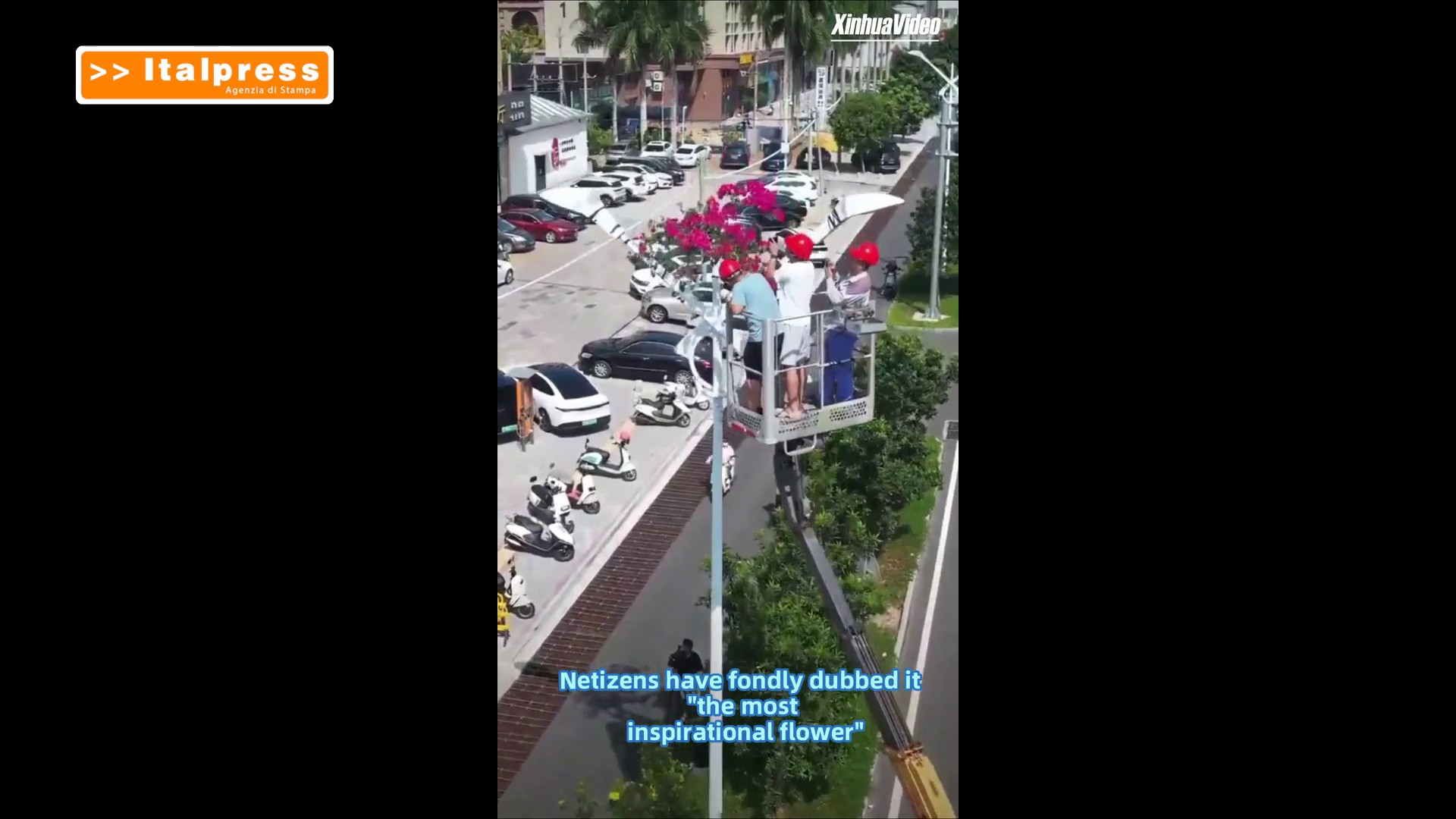 Cina: una bouganville cresce all'interno di un palo della luce diventando virale