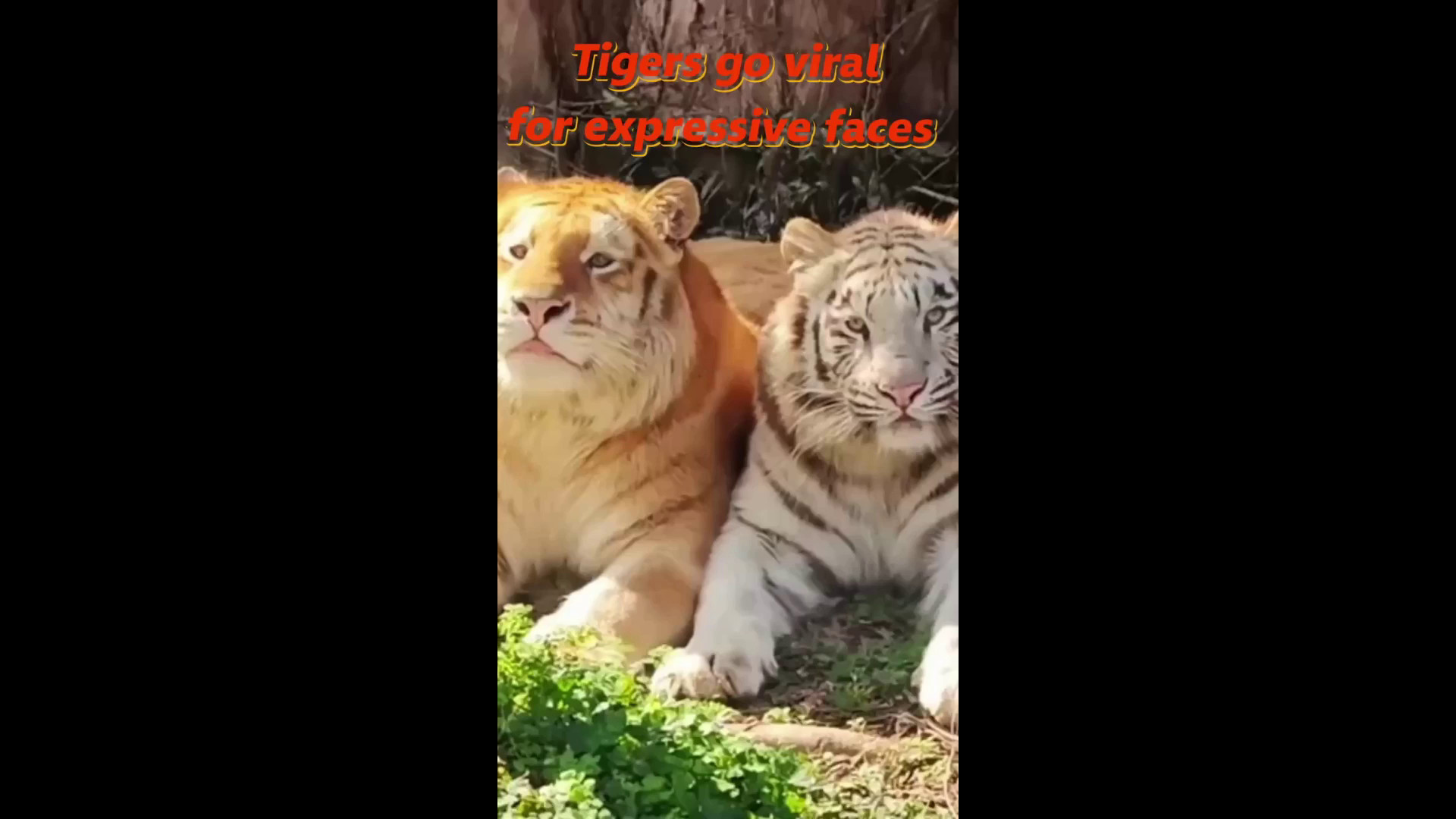 Cina: zoo Chongqing, due tigri diventano virali per le loro espressioni