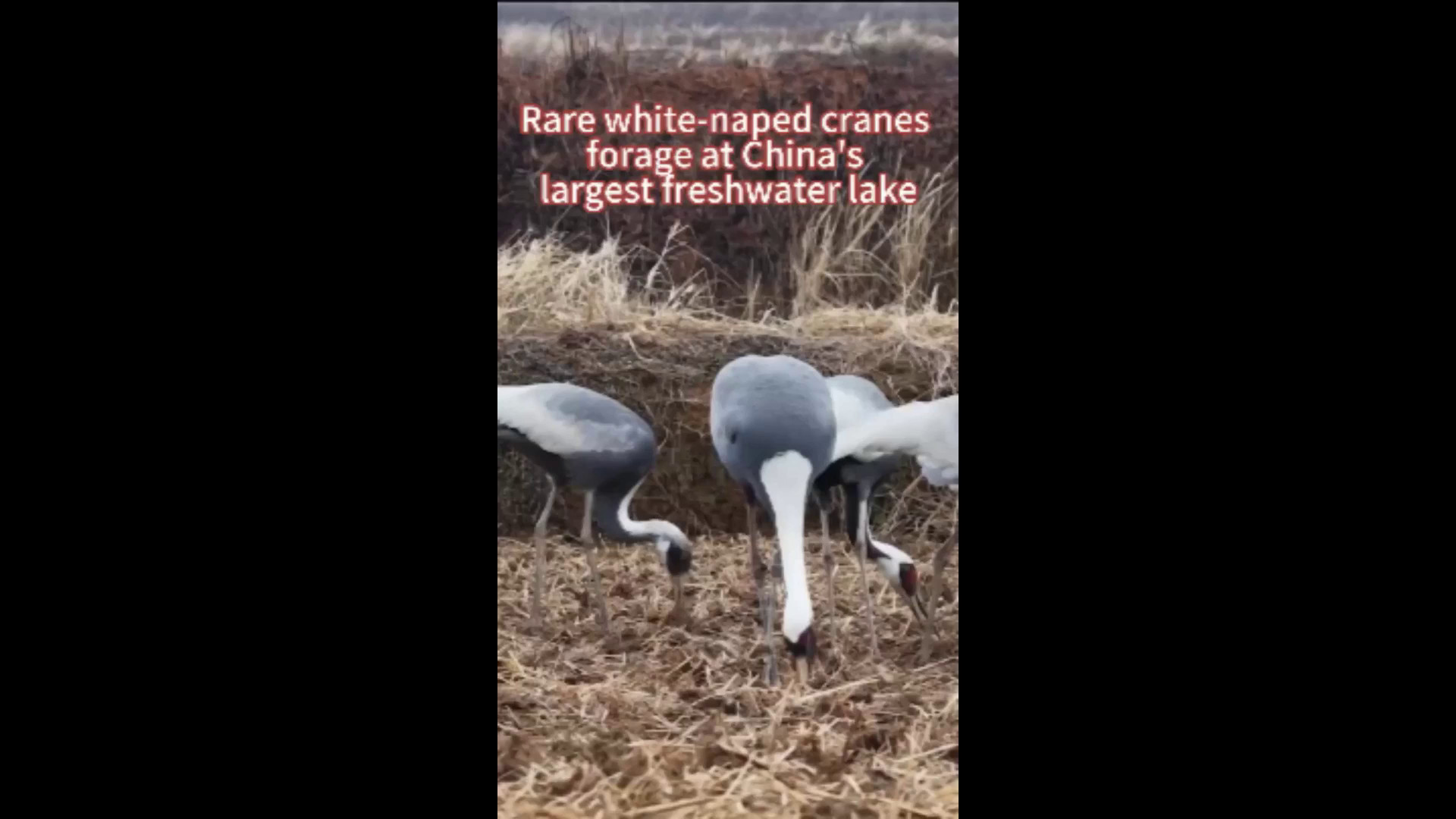 Cina, rare gru dal collo bianco cercano cibo nel lago Poyang