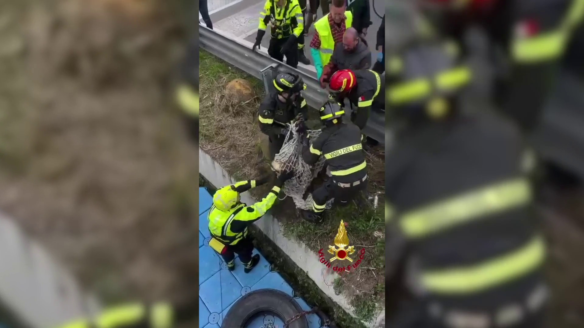 Milano, Vigili del Fuoco recuperano capriolo dalle acque del Naviglio