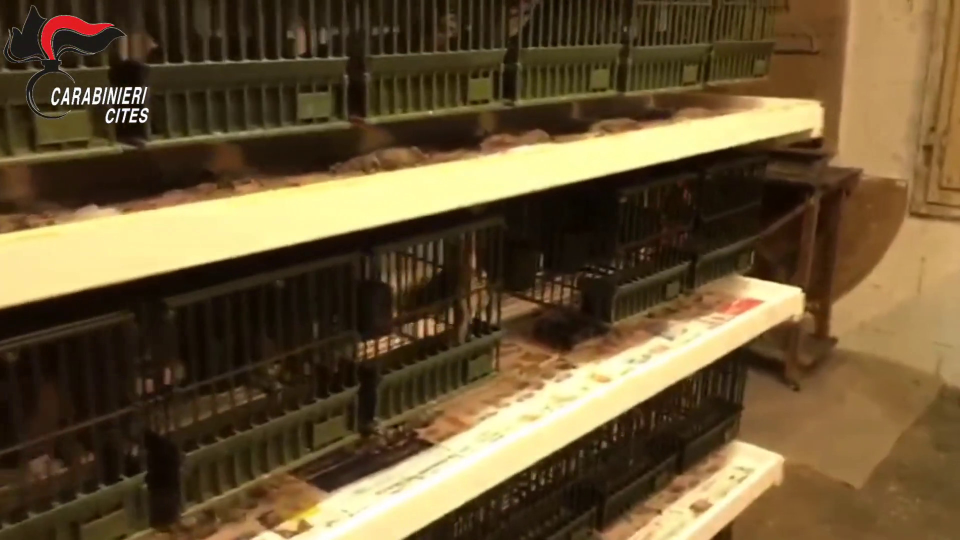 Maxi operazione antibracconaggio con sequestri in varie regioni