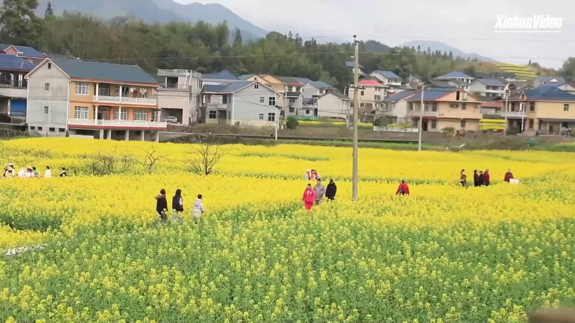 Cina: fiori alimentano crescente economia primaverile nell’Hunan