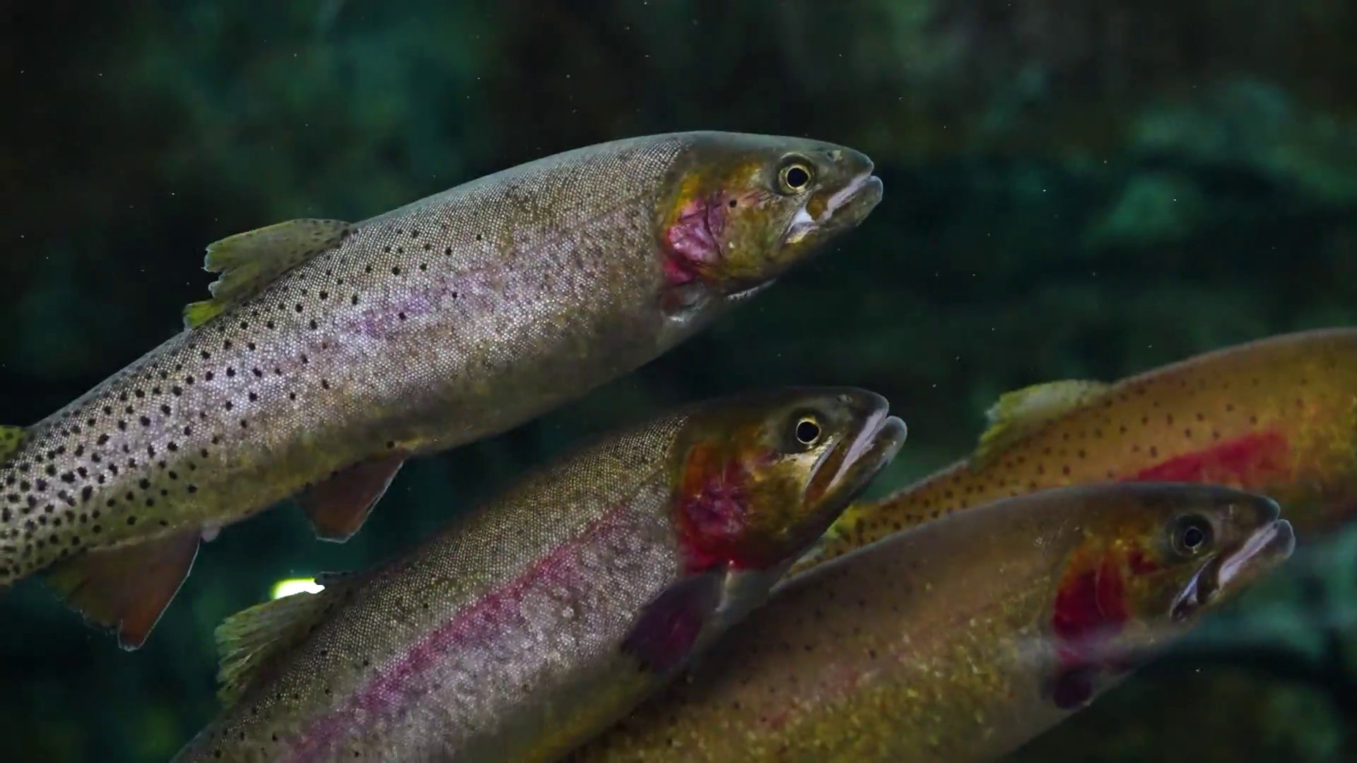 Life Streams, al via il recupero della trota mediterranea