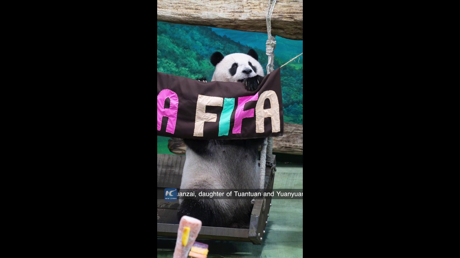 Lo zoo di Taipei celebra il tredicesimo compleanno del panda gigante Yuanzai