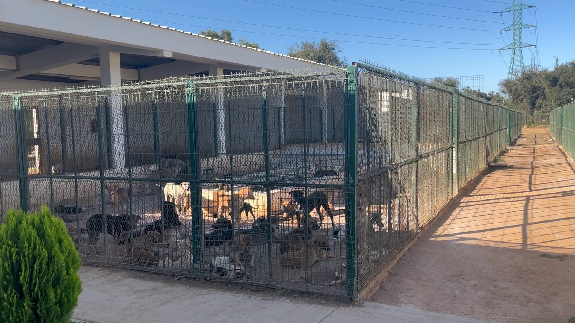Cliniche veterinarie e app, così il Marocco affronta il randagismo
