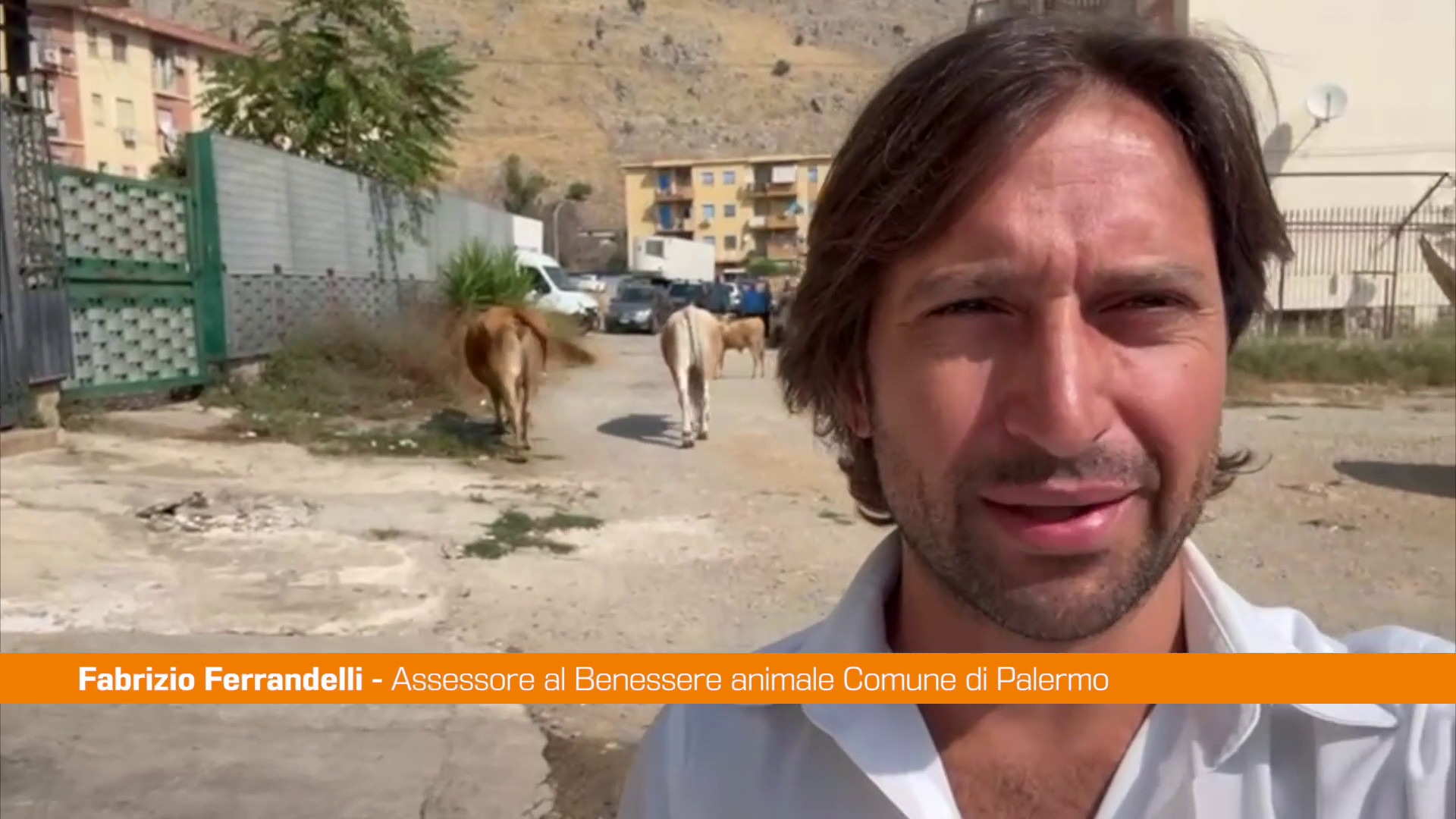 Scoperto pascolo abusivo a Palermo, mucche a spasso al Borgo Nuovo