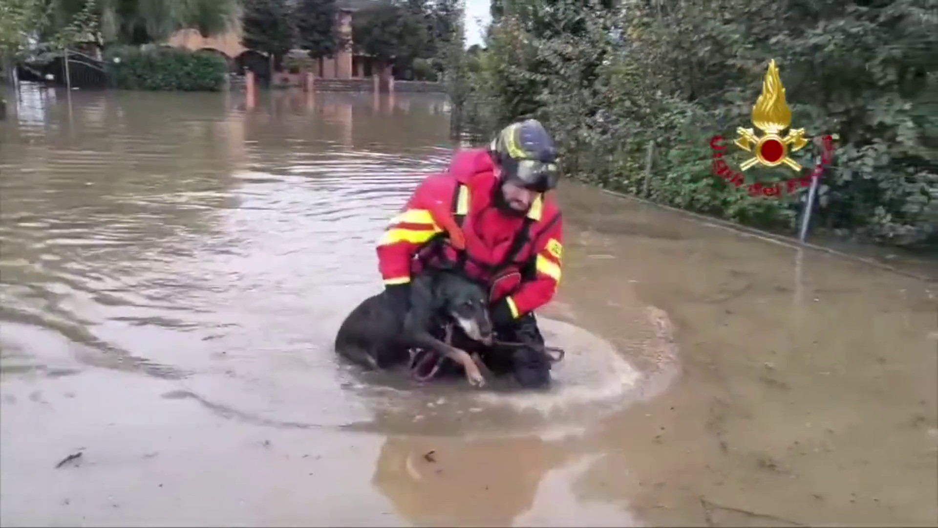 Vigili del fuoco salvano due cani da alluvione nel Reggiano