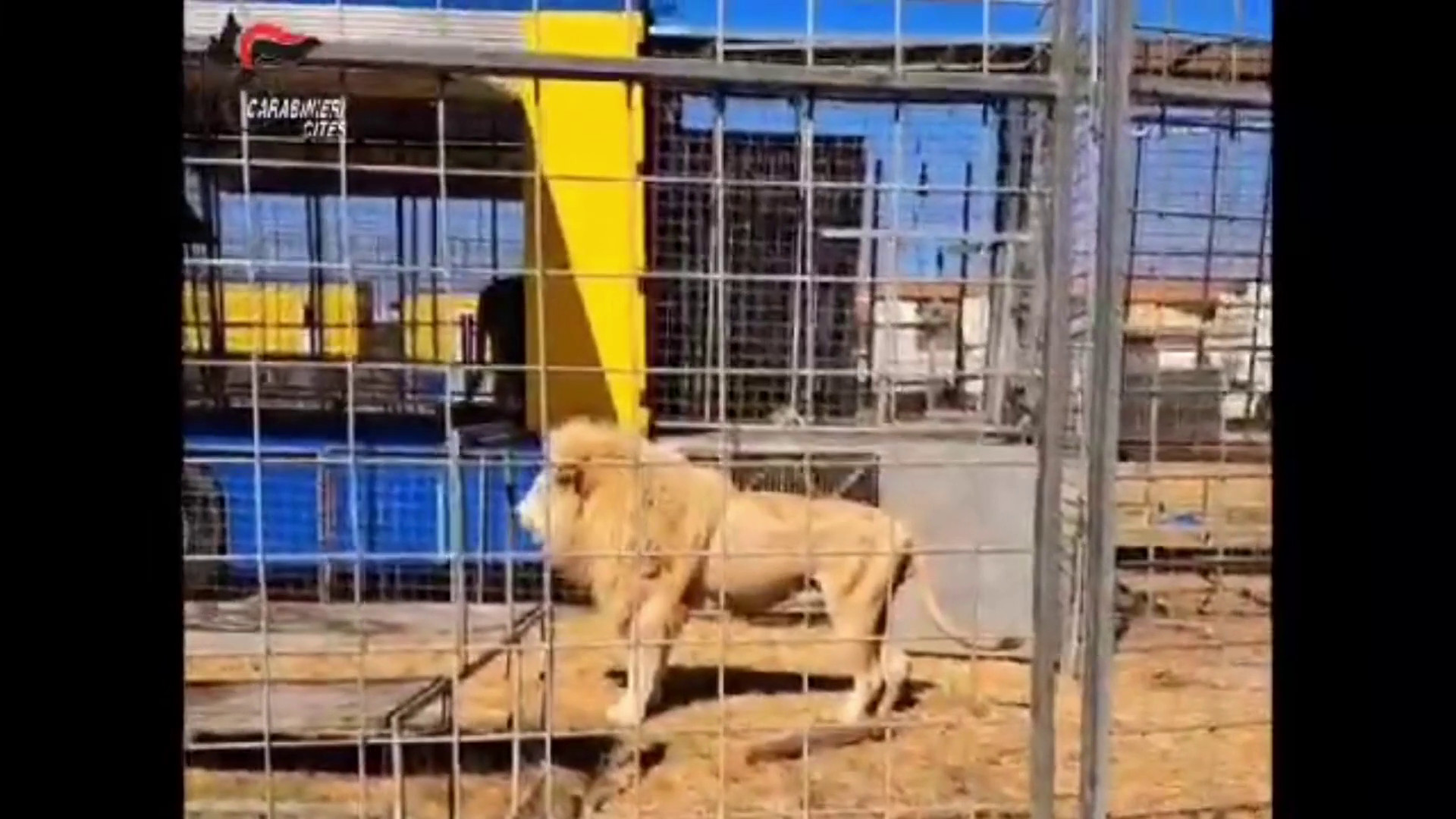 I Carabinieri sequestrano 2 leoni e 2 tigri in un circo di Brindisi