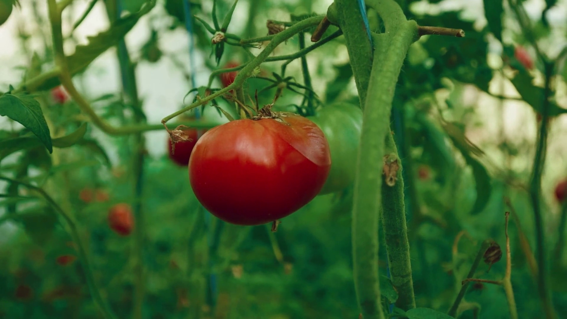 Pomodoro, il clima mette alla prova la raccolta