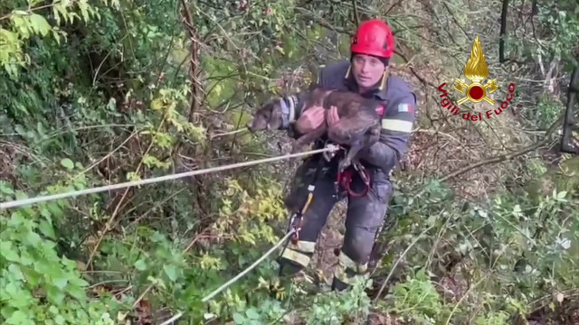 Cane in un dirupo nel bolognese, le immagini del soccorso