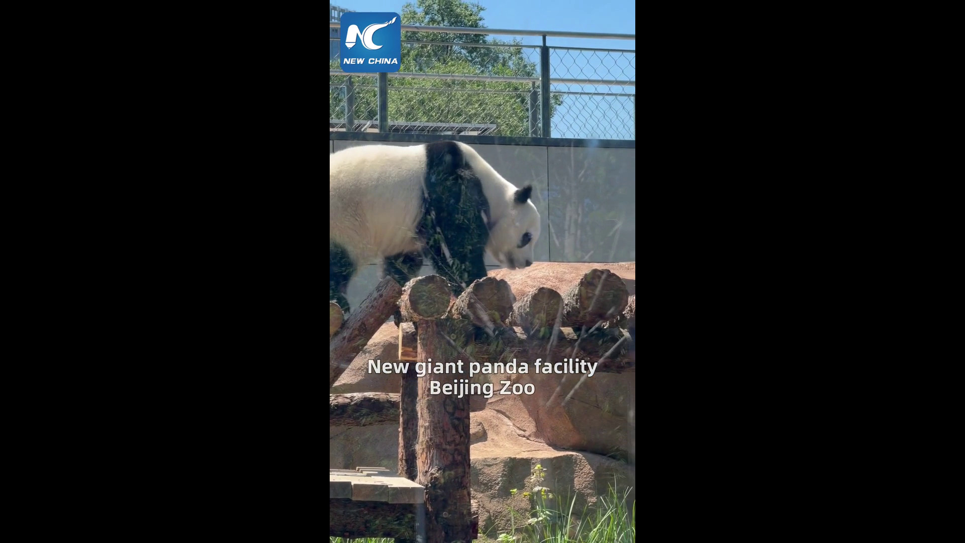 Cina, per i panda giganti una nuova area di 13 mila mq allo zoo di Pechino