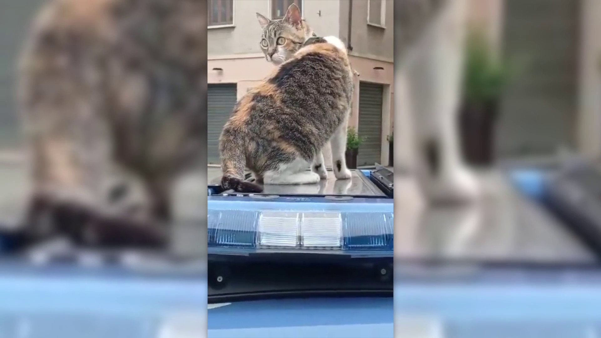 Festa del gatto, giro in volante per la mascotte della polizia Romina