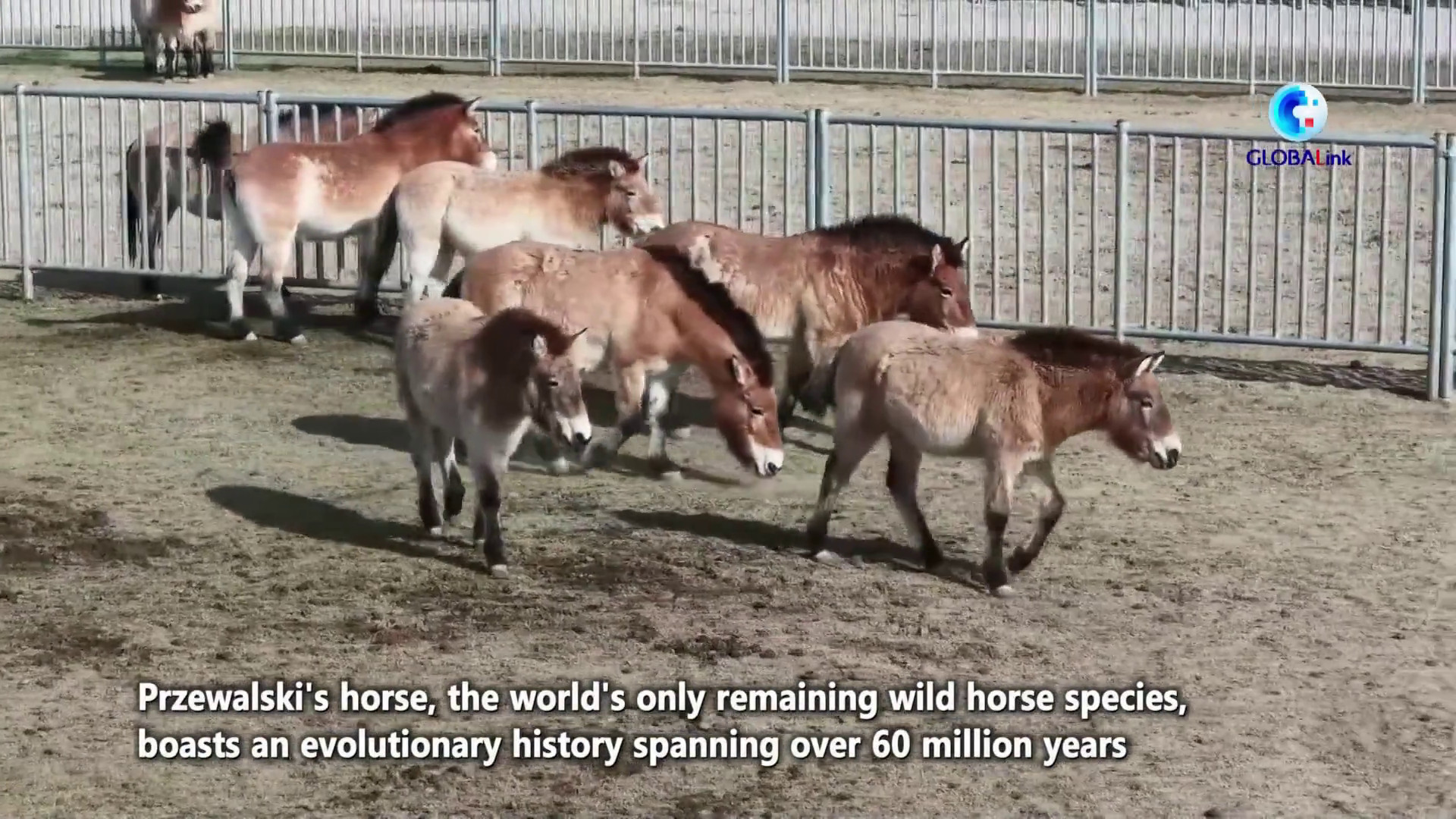 Sforzi per la conservazione riportano in Cina i cavalli di Przewalski