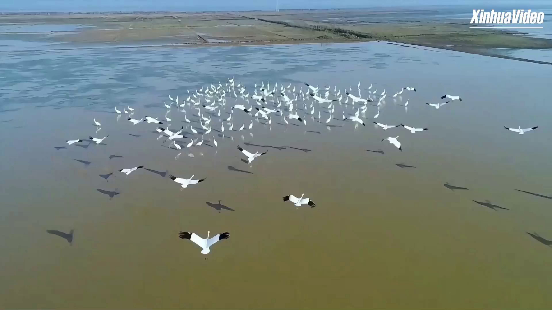 Cina: agricoltori del lago Poyang proteggono il paradiso degli uccelli migratori