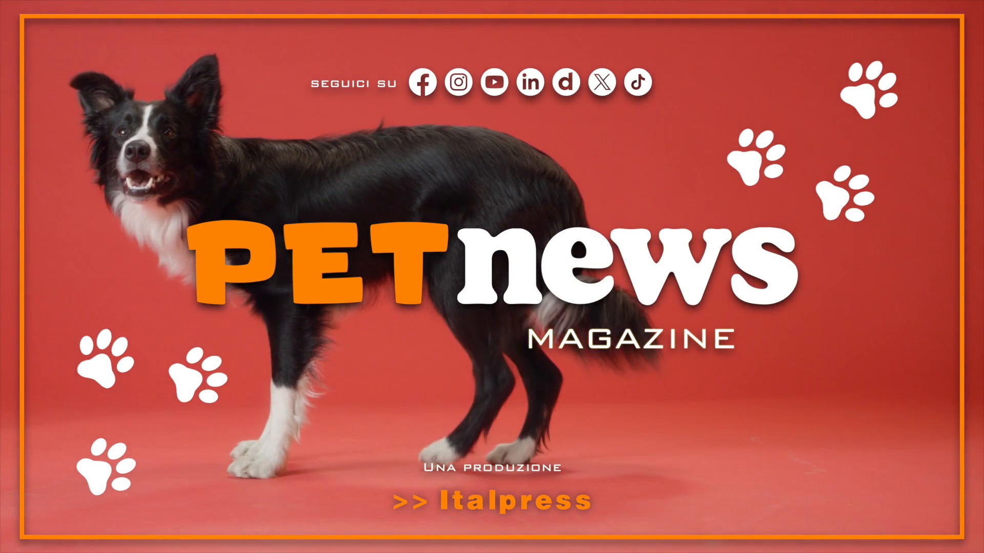 PetNews Magazine - 14/9/2026