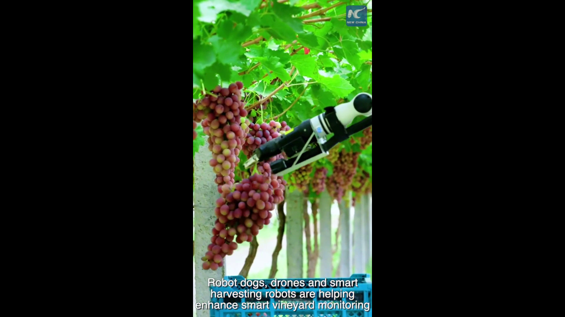 Cina, i robot partecipano alla vendemmia nello Xinjiang