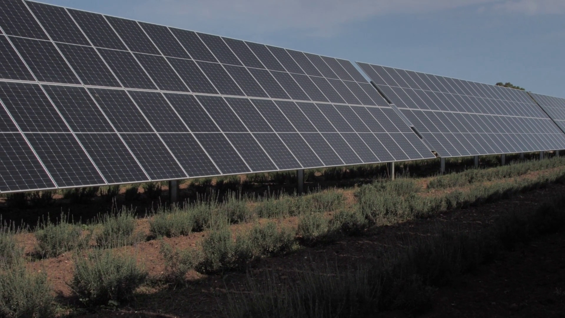 Nasce in Sicilia il più grande parco agrivoltaico d’Italia